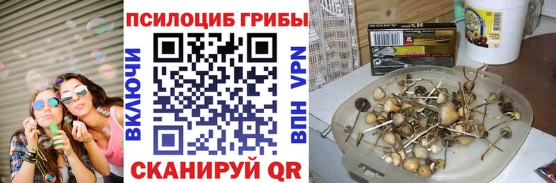 Купить закладки  Каменногорск  Галлюциногенные грибы GOLDEN TEACHER 